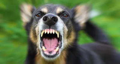 ТОП-10 Самых опасных пород собак в мире - [Рейтинг]