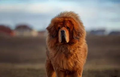 Самые большие собаки в мире: 10 пород настоящих гигантов | Вокруг Света