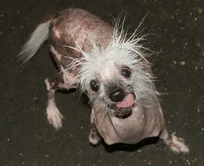 Китайская хохлатая: Самая некрасивая в мире порода собак. В этом виноват  «ген мертвеца» | Книга животных | Дзен
