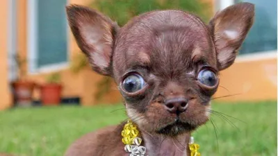 Страшная порода собак с выпученными глазами - 79 фото