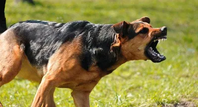 Самые страшные собаки (74 фото) - картинки sobakovod.club