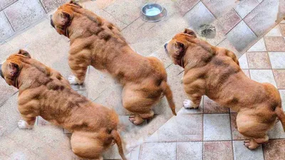 ТОП-20 самых страшных пород собак в мире, фото: уродливые собаки