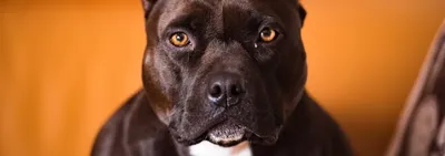 Рейтинг 10 самых страшных пород в мире по внешнему виду: самые уродливые  собаки