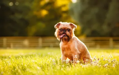 Топ-20 самых злых собак — породы с высокой агрессивностью - Prosobak.net