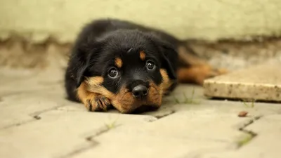 Китайская хохлатая: Самая некрасивая в мире порода собак. В этом