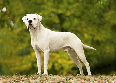 Перуанская голая собака — Википедия