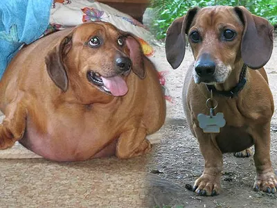 Самая толстая собака в мире фото фотографии