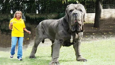 Запрос: \"Самая большая собака в мире\" | Пикабу