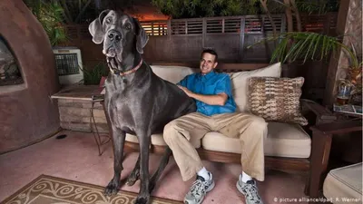 Самая крупная собака в мире - 75 фото