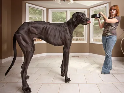 Самые большие породы собак в мире - Рамблер/субботний