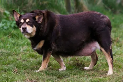 Посмотрите, На Что Способна Самая Большая Собака в Мире - YouTube
