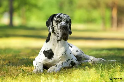 Продана самая дорогая собака в мире! | Huge dogs, Fluffy dogs, Giant dogs