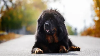 Самая толстая и ленивая собака в …» — создано в Шедевруме