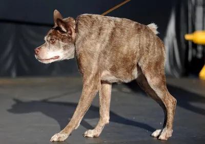 Самая уродливая собака в мире живет в Калифорнии