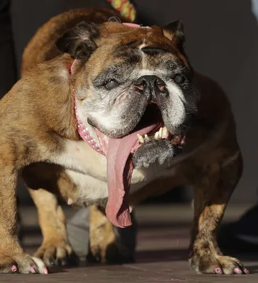 Жа-жа и его длинный язык: в США выбрали самую страшную собаку в мире