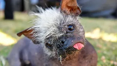 Конкурс «Самая уродливая собака в мире» официально открыл прием заявок на  участие в конкурсе 2023 года | Курьер.Среда | Дзен