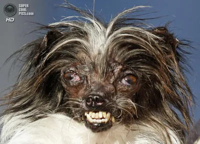 Найдена самая уродливая собака - Новотроицк: Ntsk.ru