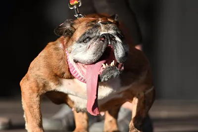 Умерла самая страшная собака в мире