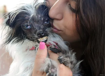 Победитель конкурса \"Самая уродливая собака-2014\" с хозяйкой. | Пикабу