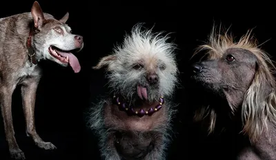 Как выглядит самая уродливая собака в мире: жуткие фото и трогательная  история