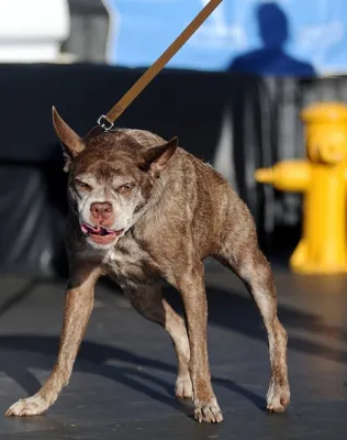 победитель конкурса \"самая уродливая собака в мире\" 2023 года | Комментарии  Украина