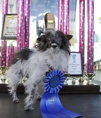 Самая уродливая собака в мире » uCrazy.ru - Источник Хорошего Настроения