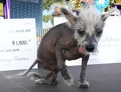 Китайская хохлатая собака - \"самая уродливая собака в мире