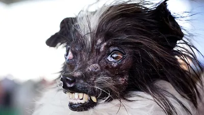 Пес по кличке Арахис признан самой уродливой собакой в мире // Новости НТВ