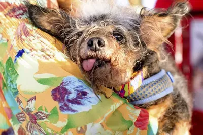 Мистер Счастливое Лицо: как выглядит самая уродливая собака 2022 года  (видео)