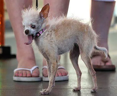 Названа самая уродливая собака в мире: опубликованы фото, новости | OBOZ.UA