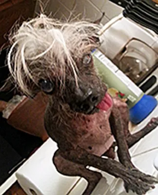 Самая уродливая собака в мире внезапно скончалась в возрасте 8 лет //  Новости НТВ