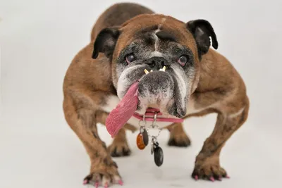 Умерла самая уродливая собака в мире | ru.15min.lt