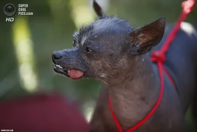 В США умерла самая уродливая собака в мире | Пикабу