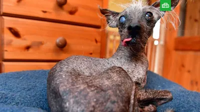 Самая уродливая собака в мире | LubimkaRik ❤️ | Дзен