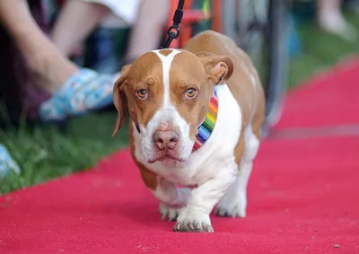 Самый уродливый пес Соединенного Королевства стал моделью // Новости НТВ