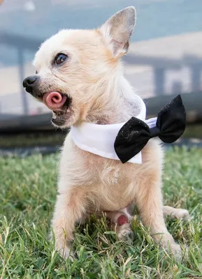 Незабываемые участники конкурса «Самая уродливая собака в мире»: страшно  красивые фото