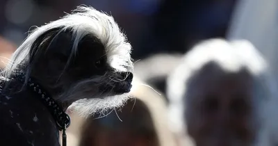 Самая уродливая собака в мире - фото | Стайлер