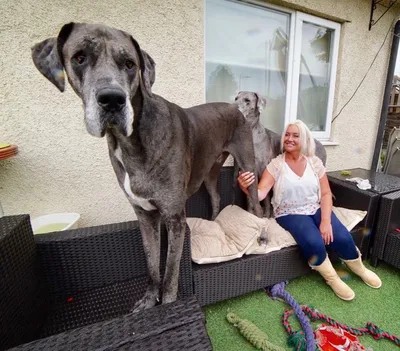 Умерла самая высокая собака в мире – K-News