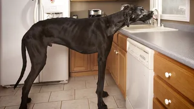 Это самые высокие собаки в мире! - YouTube