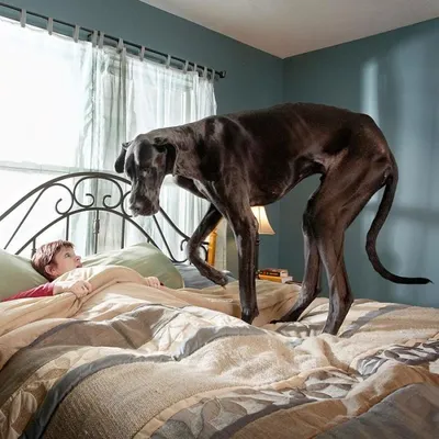 Собака размером с коня: самый высокий пес в мире установил новый рекорд