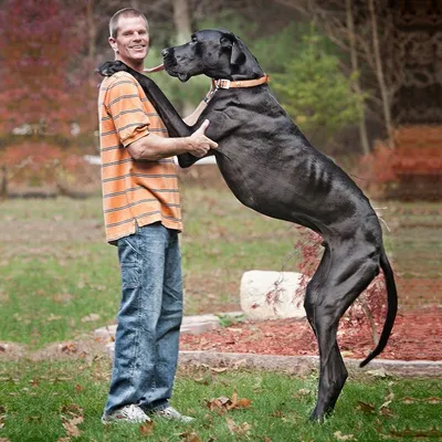 Как выглядит самая высокая собака в мире (4 фото)