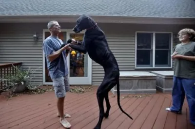 Как выглядит самая высокая собака в мире