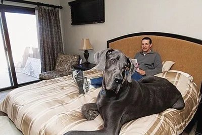 Самая большая собака в мире (фото): Зевс и его «коллеги»