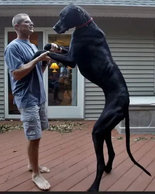 Самая высокая собака в мире - фото и описание | РБК Украина