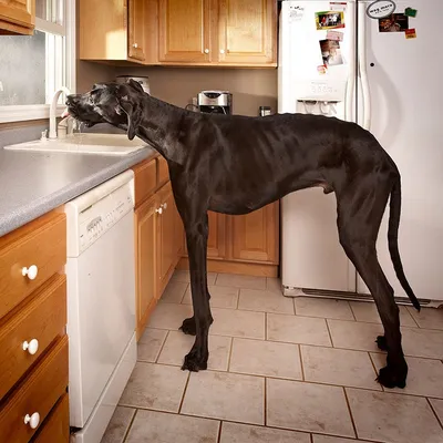 Как выглядит самая высокая собака в мире » 24Warez.ru - Эксклюзивные  НОВИНКИ и РЕЛИЗЫ