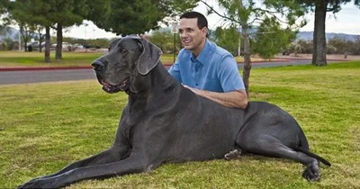 Зевс: какой была самая высокая собака в мире