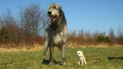 Умерла самая высокая собака в мире из Книги Гиннесса / В мире /  Судебно-юридическая газета