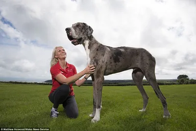 Самая высокая собака в мире | Анна zooproject | Дзен