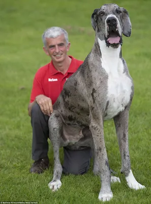Самая высокая собака в мире – датский дог - Delfi RU