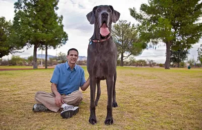 Кажется, это самая высокая собака в мире: двухметровый дог весом 76 кг -  Уморно.Ру